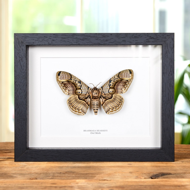 Owl Taxidermy Moth Frame (Brahmaea hearseyi)
