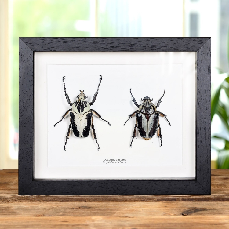 Male & Female Royal Goliath Beetle in Box Frame (Goliathus regius)