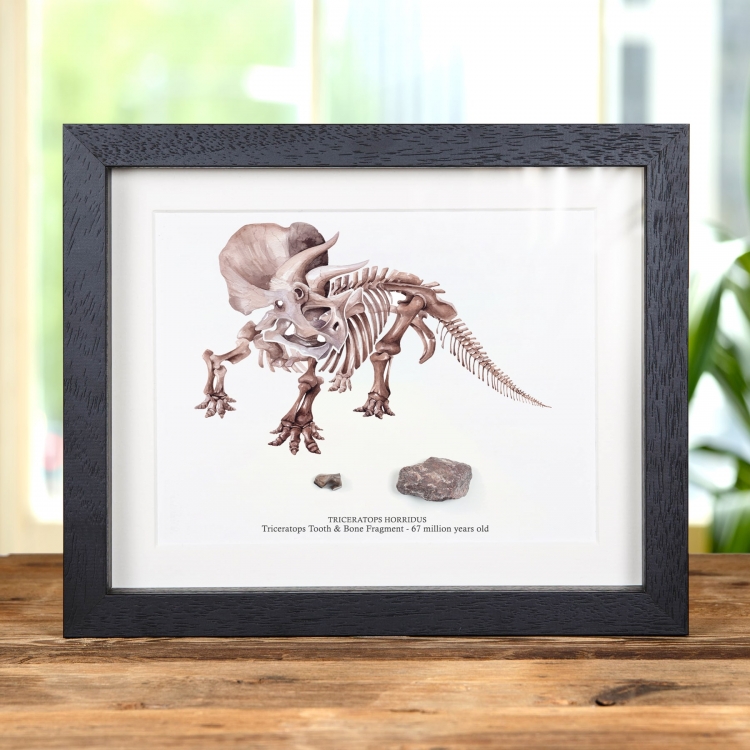 Triceratops Tooth & Bone Fragment with Illustration in Box Frame (Triceratops horridus)