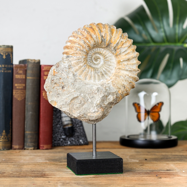 Taxidermy Natural Harpoceras Ammonite Fossil Stand (Harpoceras sp)