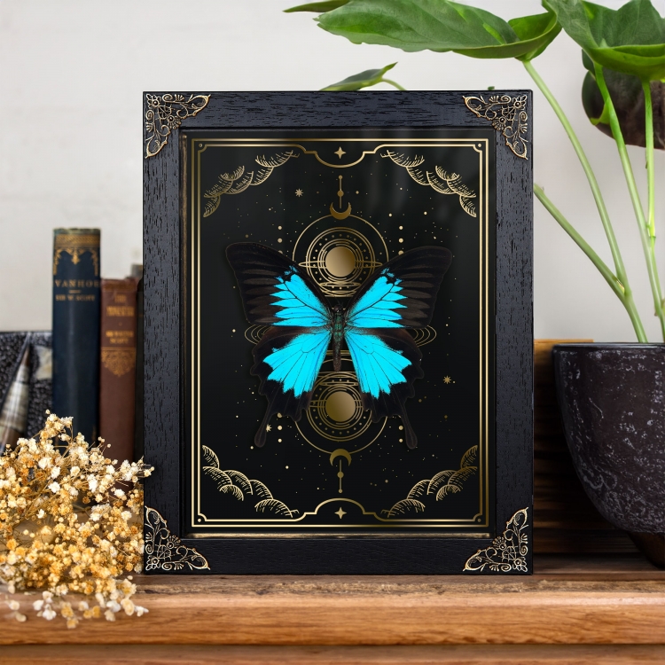 Taxidermy Mountain Blue Swallowtail in in Baroque Style Frame
