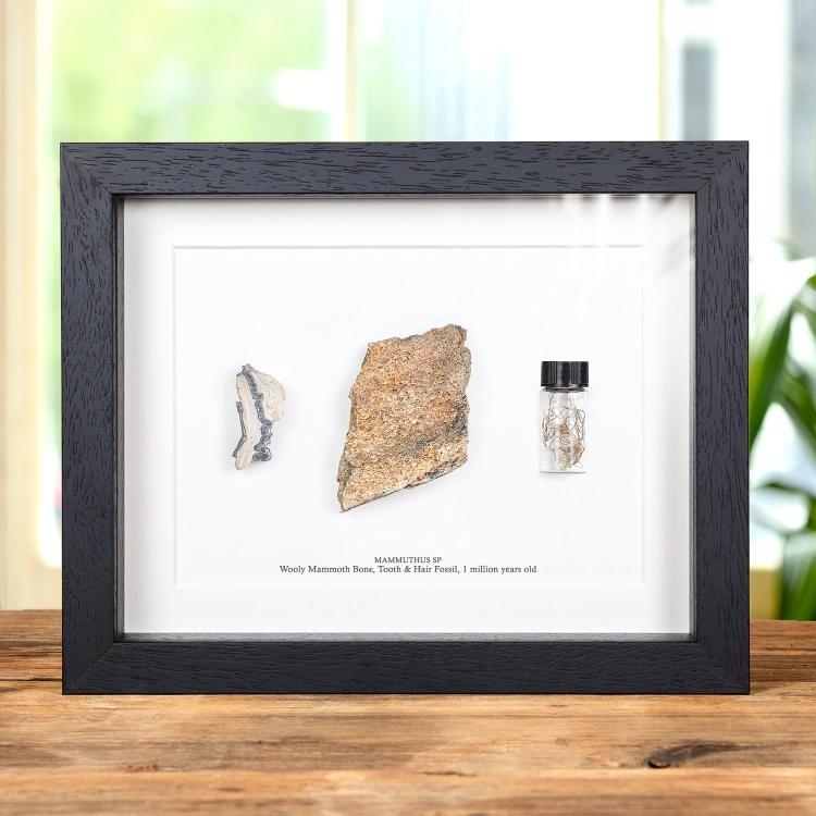 Wooly Mammoth Bone, Tooth & Hair Fossil in Box Frame (Mammuthus sp)