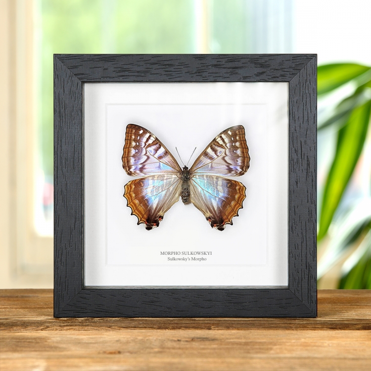 Rare Female Sulkowsky's Morpho Taxidermy Butterfly Frame (Morpho sulkowskyi)