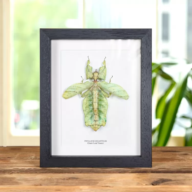 Giant Leaf Insect with Wings Spread in Box Frame (Phyllium giganteum)