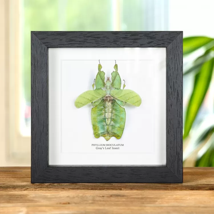 Gray's Leaf Insect with Wings Spread in Box Frame (Phyllium bioculatum)