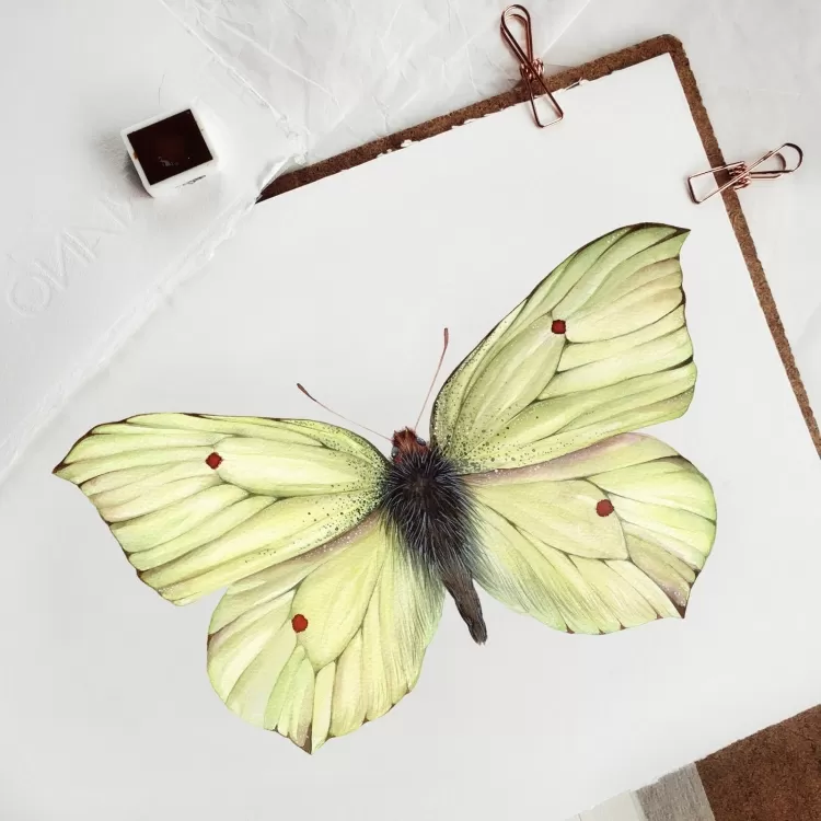 Common brimstone butterfly (Gonepteryx rhamni) Watercolour Giclée Print