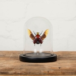Minibeast Red Flower Beetle in Glass Dome with Wooden Base (Torynorrhina flammea)
