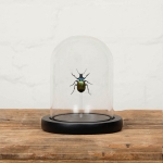 Minibeast Forest Caterpillar Hunter in Glass Dome with Wooden Base (Calosoma sycophanta)