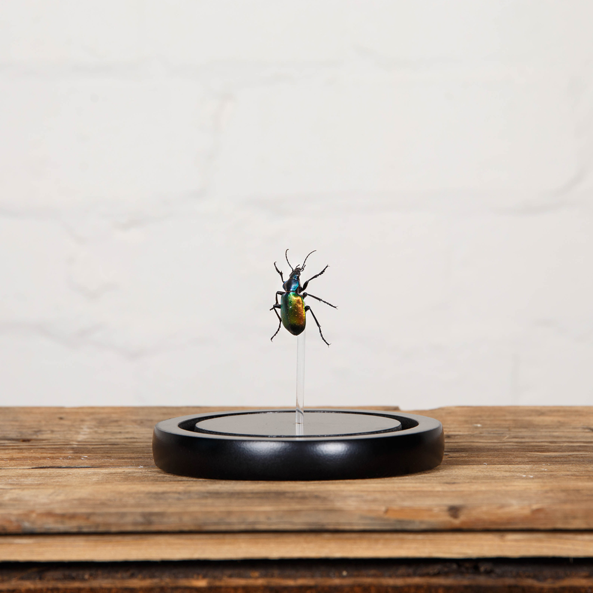 Forest Caterpillar Hunter in Glass Dome with Wooden Base (Calosoma sycophanta)