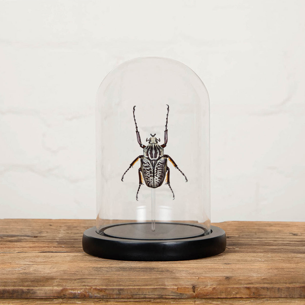 Minibeast Goliath Beetle in Glass Dome with Wooden Base (Goliathus albosignatus kirkianus)