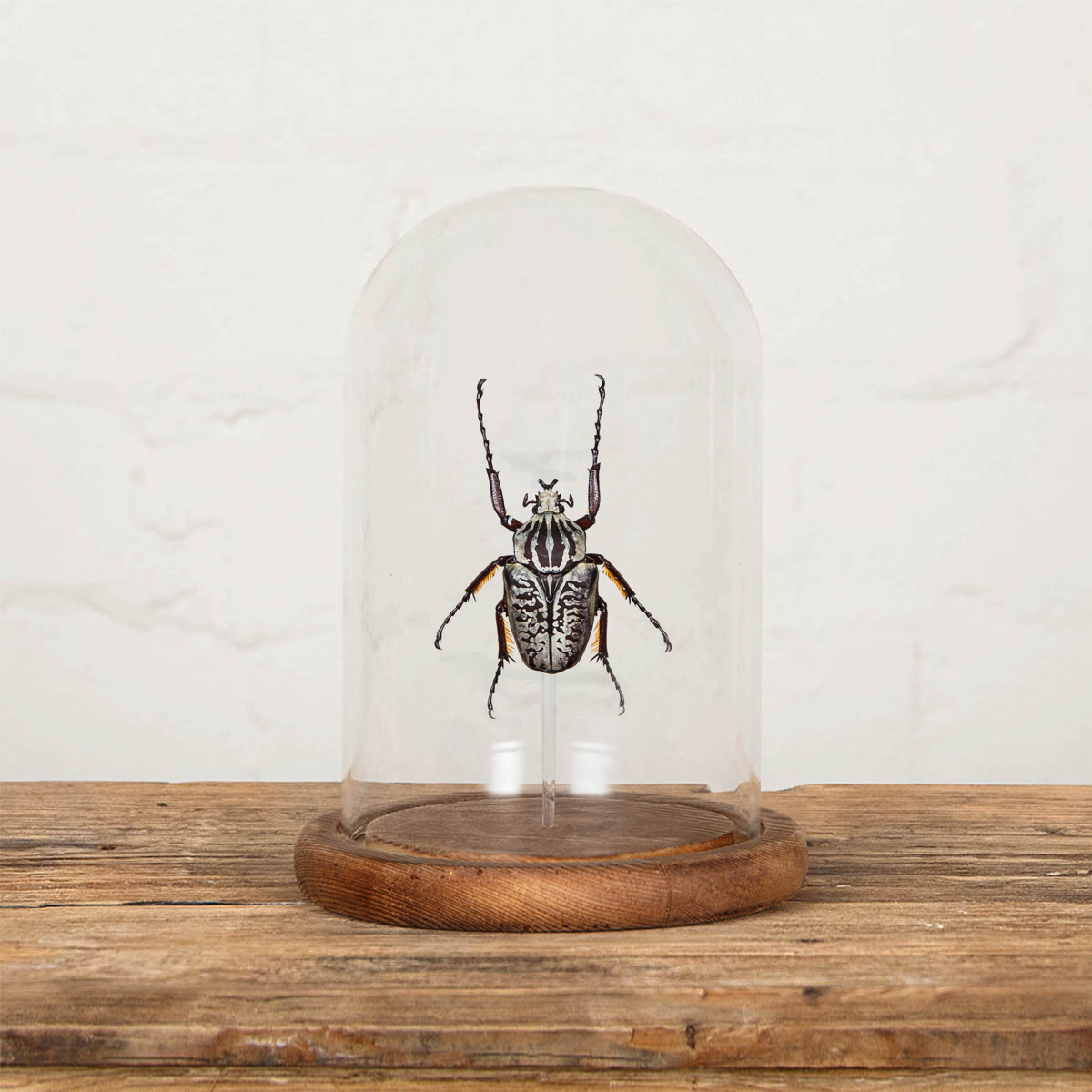 Goliath Beetle in Glass Dome with Wooden Base (Goliathus albosignatus kirkianus)
