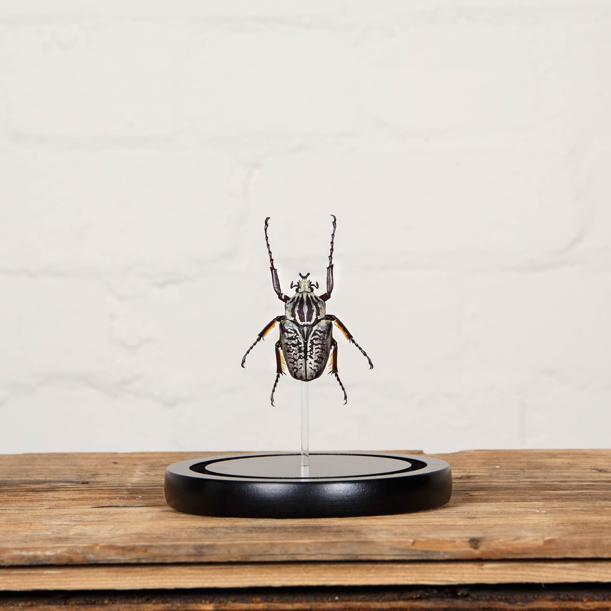 Goliath Beetle in Glass Dome with Wooden Base (Goliathus albosignatus kirkianus)