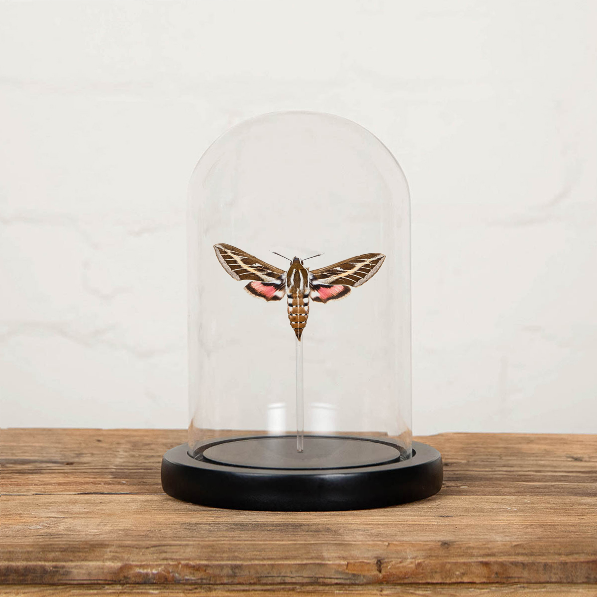 Minibeast Striped Hawk-Moth in Glass Dome with Wooden Base (Hyles livornica)