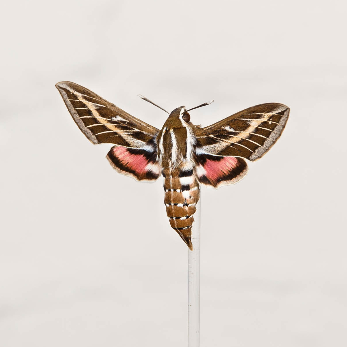 Striped Hawk-Moth in Glass Dome with Wooden Base (Hyles livornica)