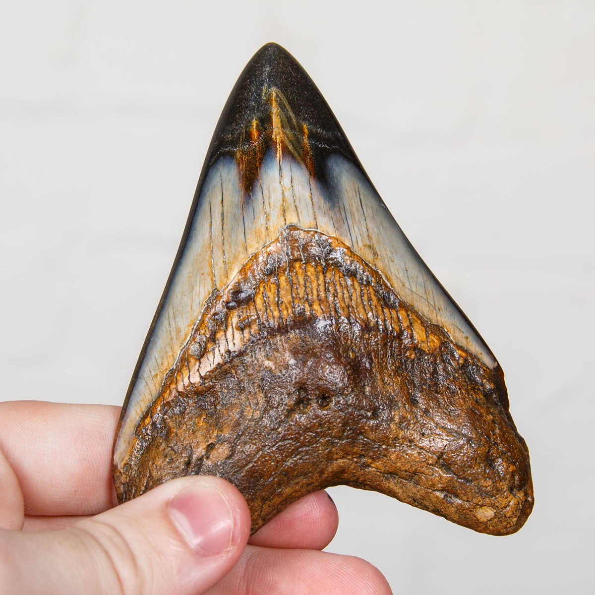 Collector Grade  3.9 Inch Polished Megalodon Shark Tooth Fossil on Stand (Carcharodon megalodon)