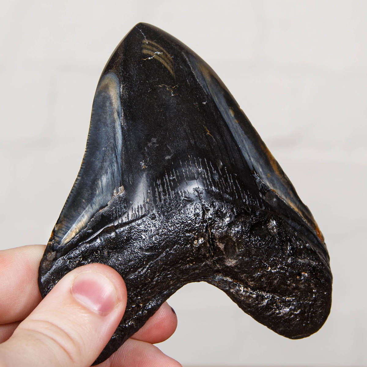 Collector Grade 4 Inch Polished Megalodon Shark Tooth Fossil on Stand (Carcharodon megalodon)