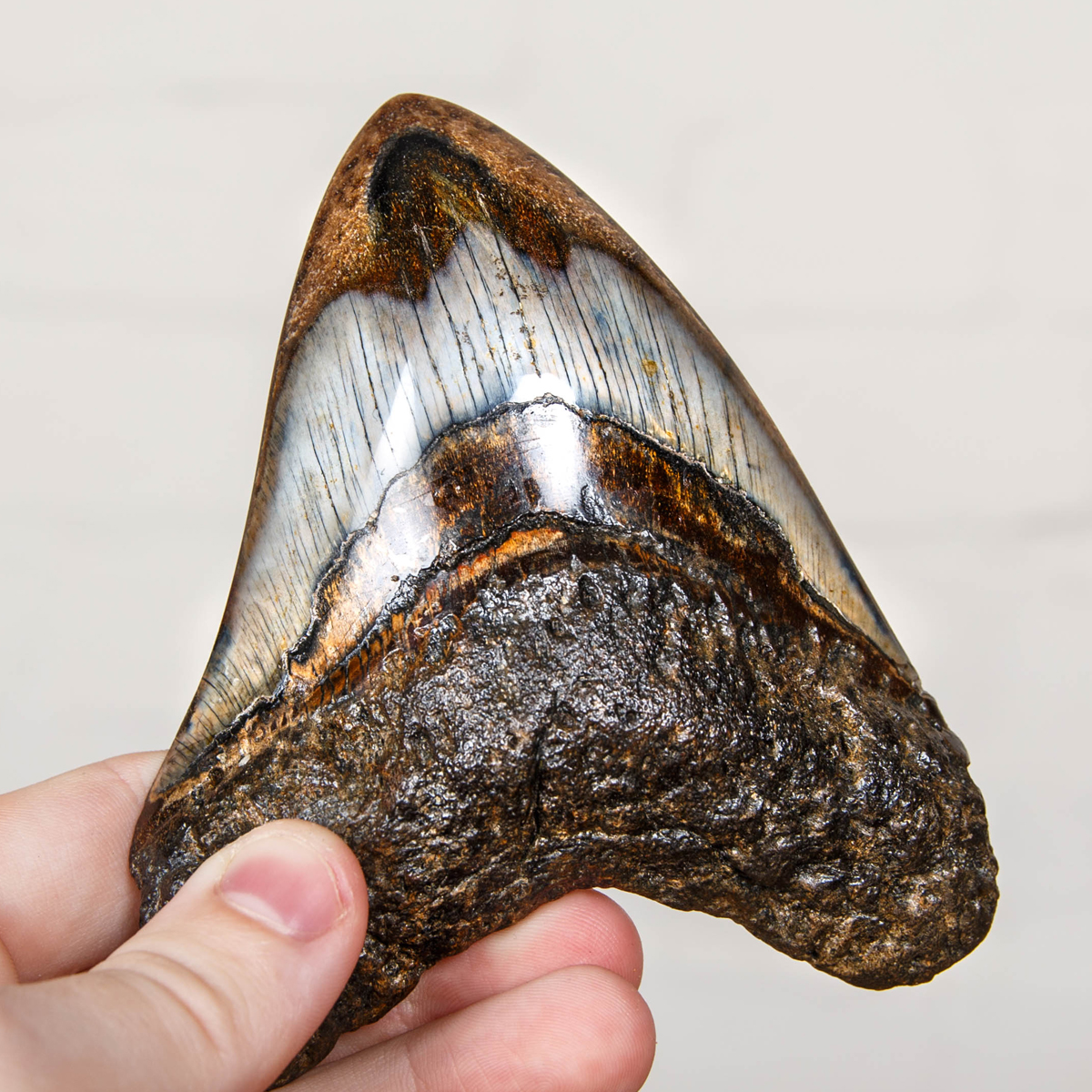 Collector Grade 4.2 Inch Polished Megalodon Shark Tooth Fossil on Stand (Carcharodon megalodon)