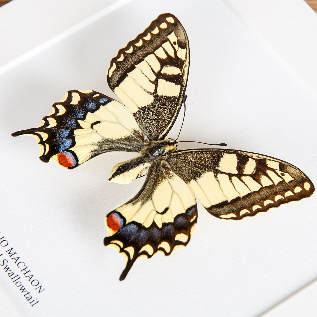 Old World Swallowtail in Box Frame (Papilio machaon)