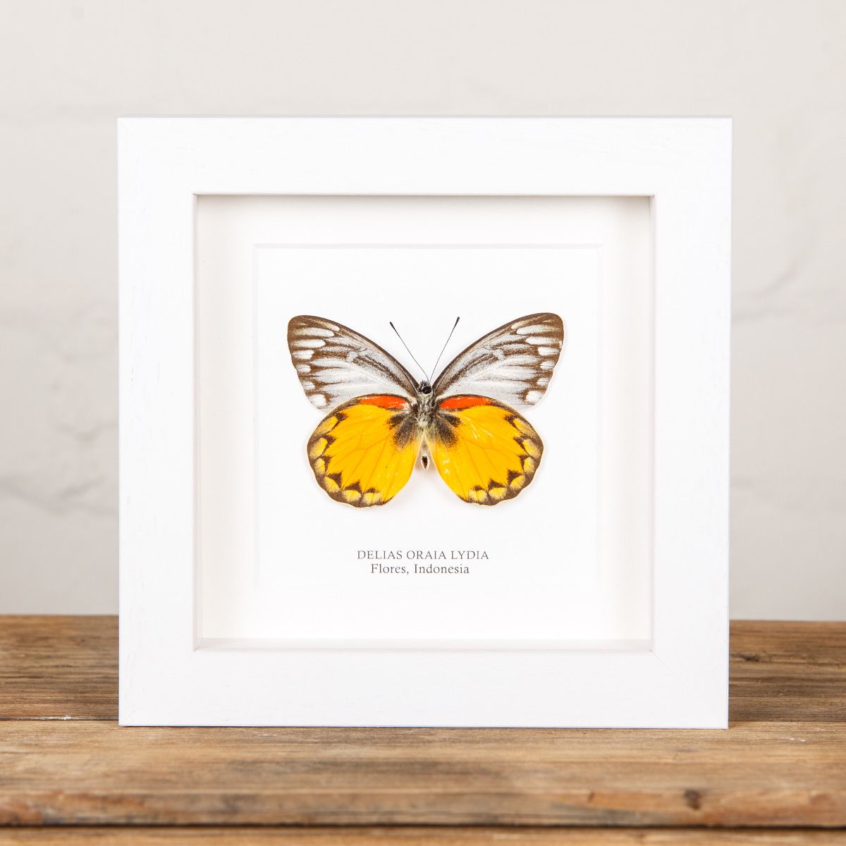 Delias Butterfly (Delias oraia lydia) in Box Frame from Flores, Indonesia