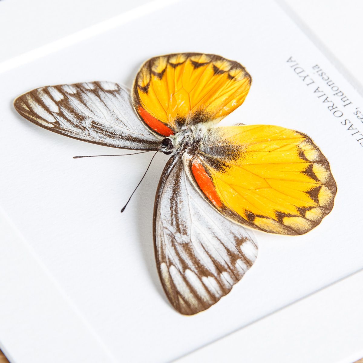 Delias Butterfly (Delias oraia lydia) in Box Frame from Flores, Indonesia