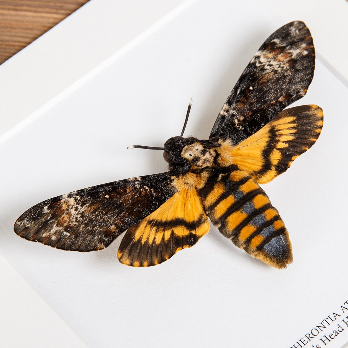 Framed Death's Head Moth (Acherontia atropos)