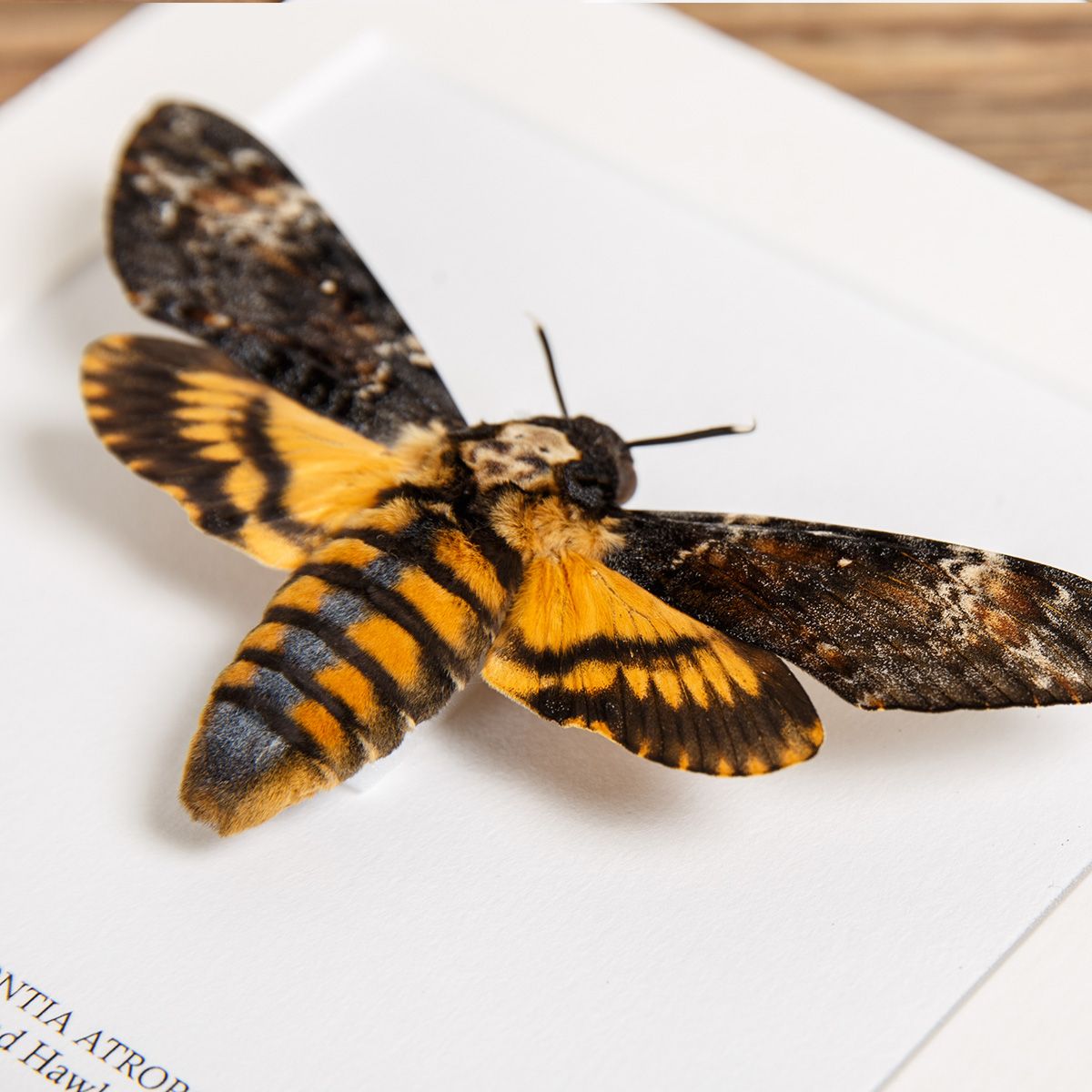 Framed Death's Head Moth (Acherontia atropos)