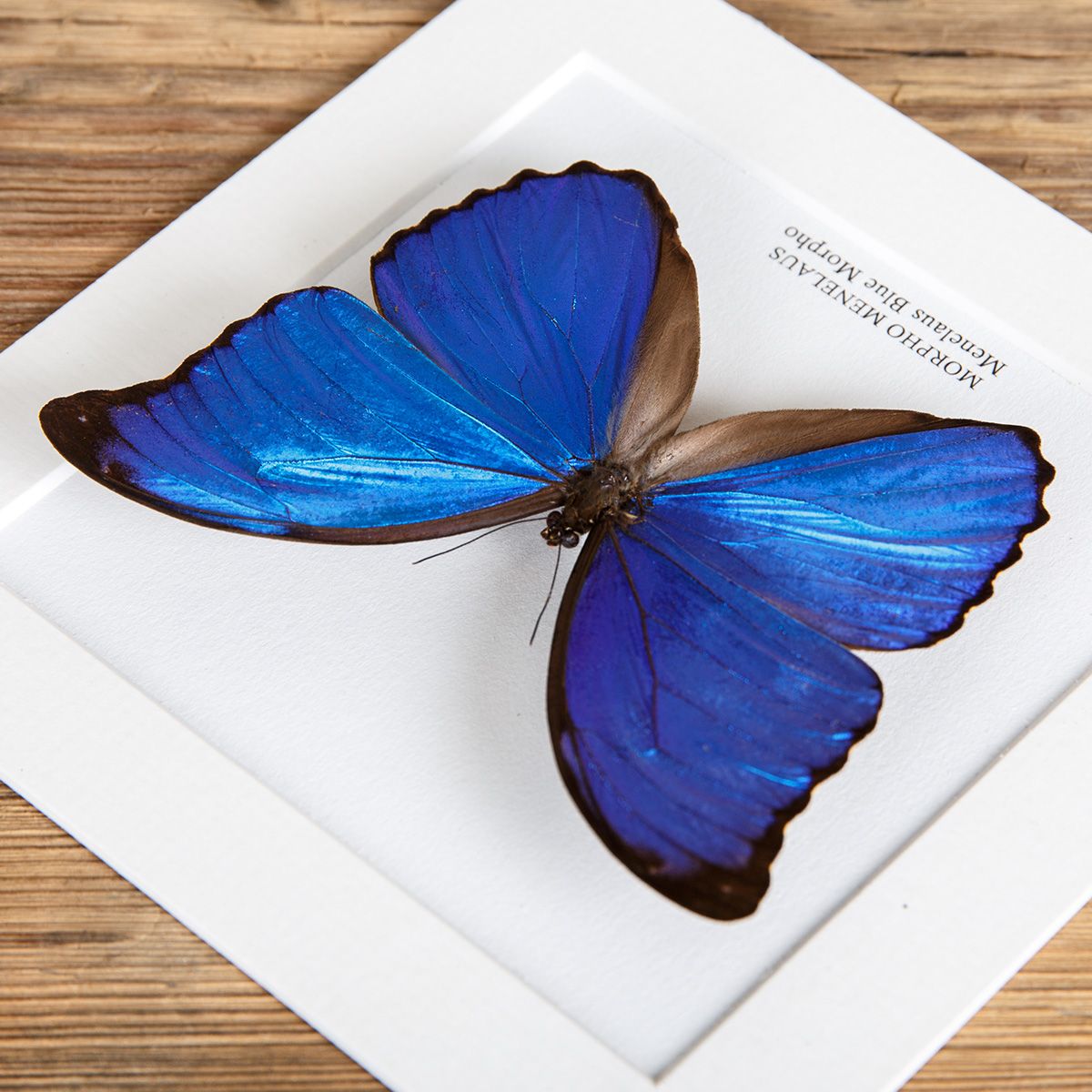 Menelaus Blue Morpho Butterfly in Box Frame (Morpho menelaus)