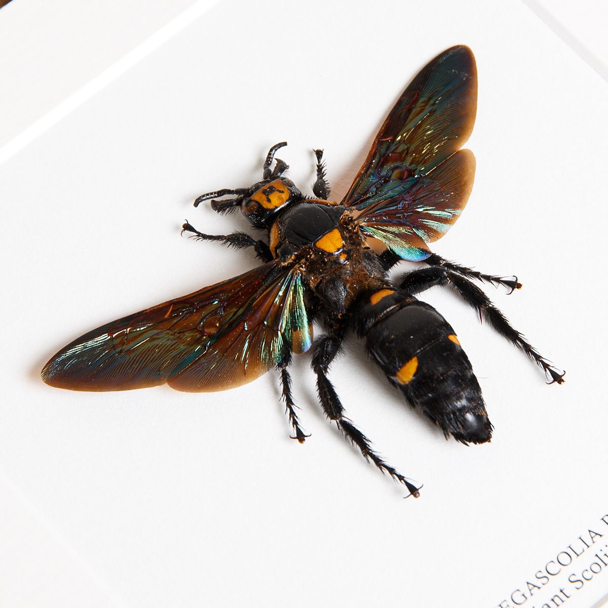 Giant Scoliid Wasp (XL) in Box Frame (Megascolia procer)