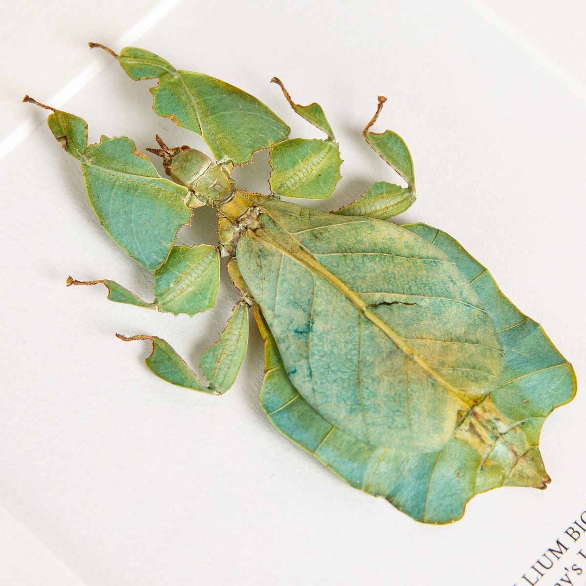 Gray's Leaf Insect in Box Frame (Phyllium bioculatum)