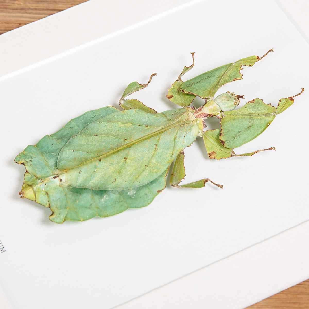 Giant Leaf Insect in Box Frame (Phyllium giganteum)