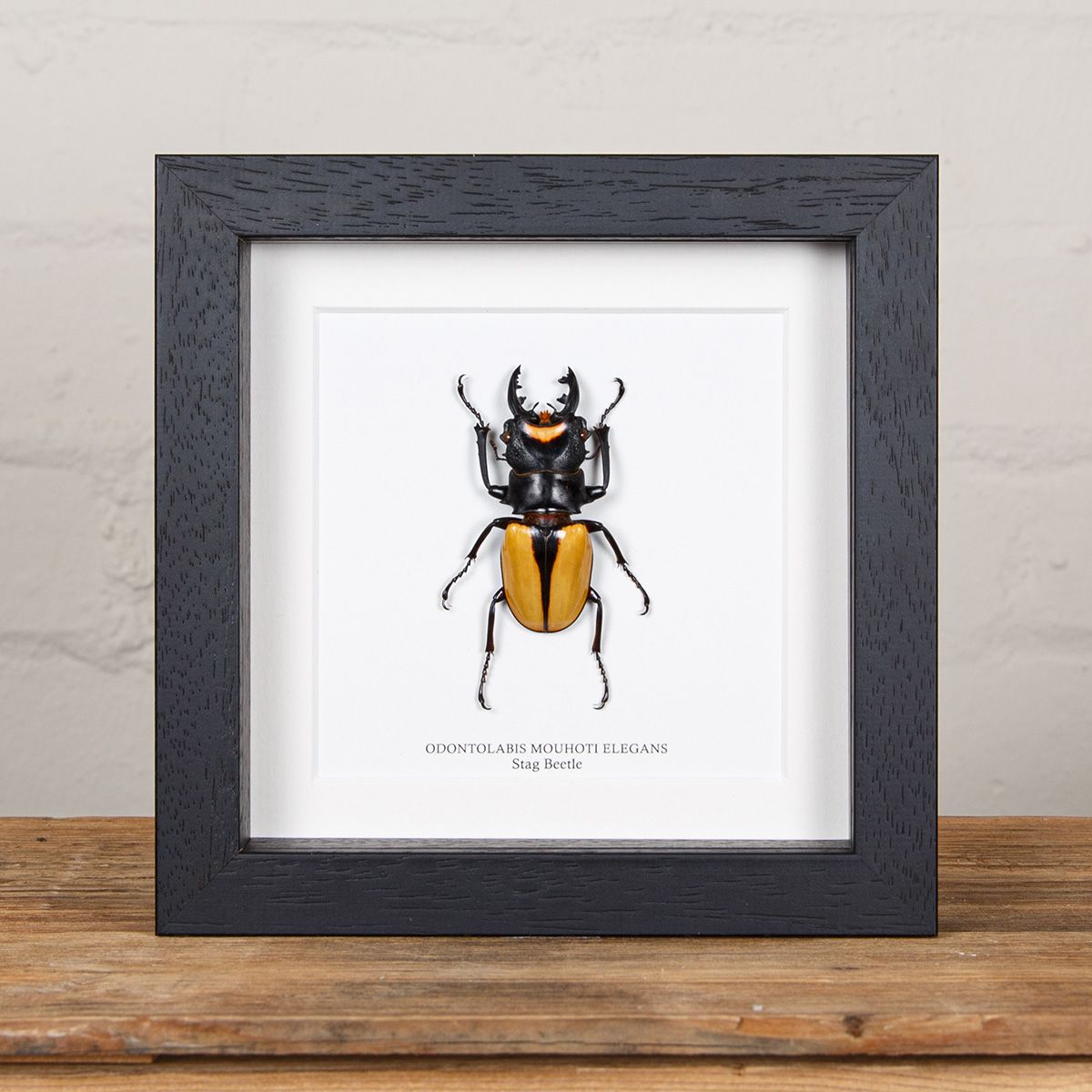 Minibeast Stag Beetle in Box Frame (Lucanidae odontolabis ludekingi)
