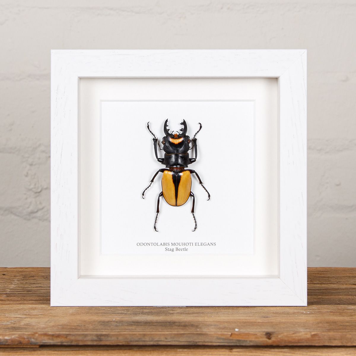 Stag Beetle in Box Frame (Lucanidae odontolabis ludekingi)