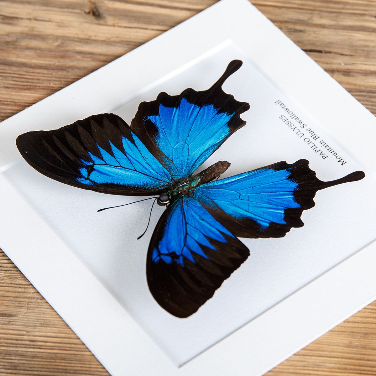 Mountain Blue Swallowtail in Box Frame (Papilio ulysses)