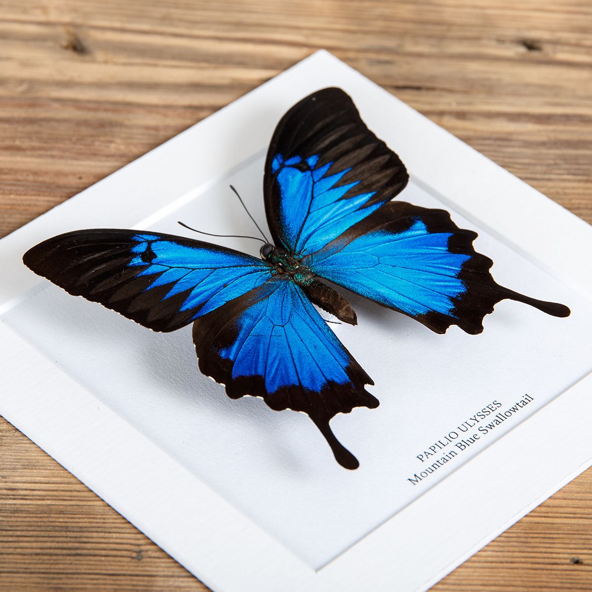 Mountain Blue Swallowtail in Box Frame (Papilio ulysses)