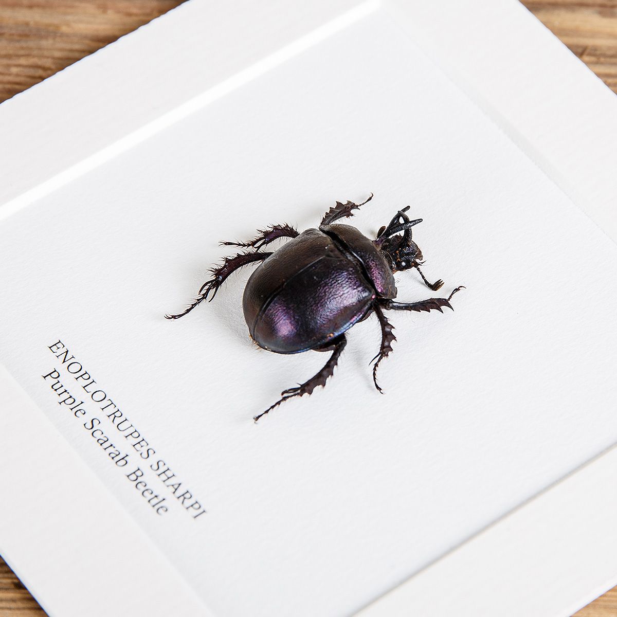 Purple Scarab Beetle in Box Frame (Enoplotrupes sharpi)