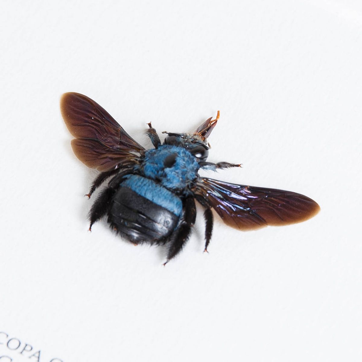 The Blue Carpenter Bee in Box Frame (Xylocopa caerulea)