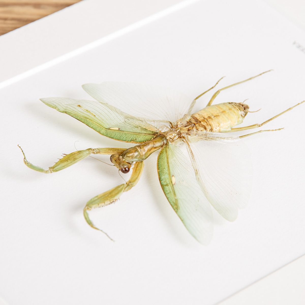 The Indochina Mantis in Box Frame (Hierodula patellifera)