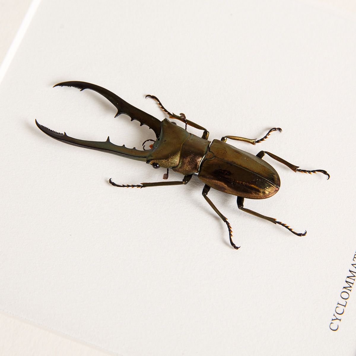 Stag Beetle in Box Frame (Cyclommatus metallifer finae)