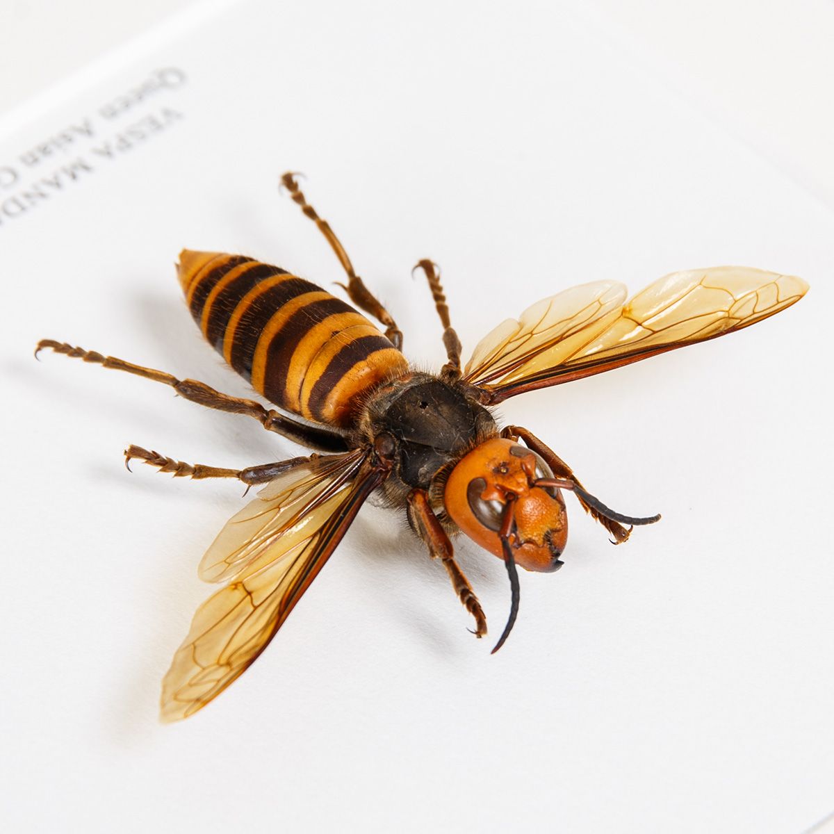 Queen Asian Giant Hornet in Box Frame (Vespa mandarinia)