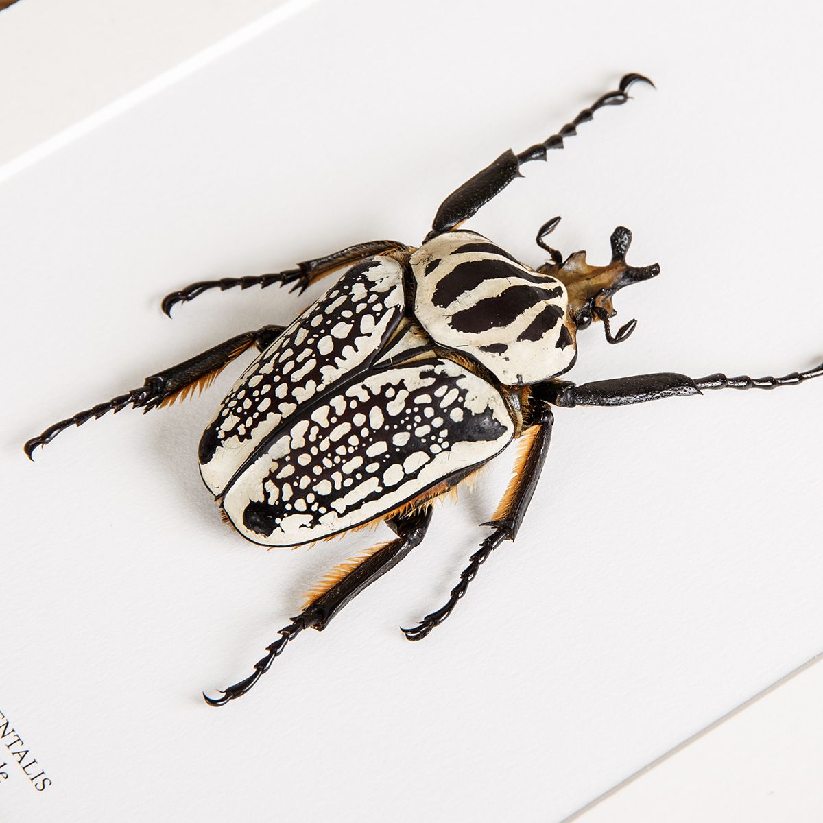 Giant Goliath Beetle in Box Frame (Goliathus orientalis)