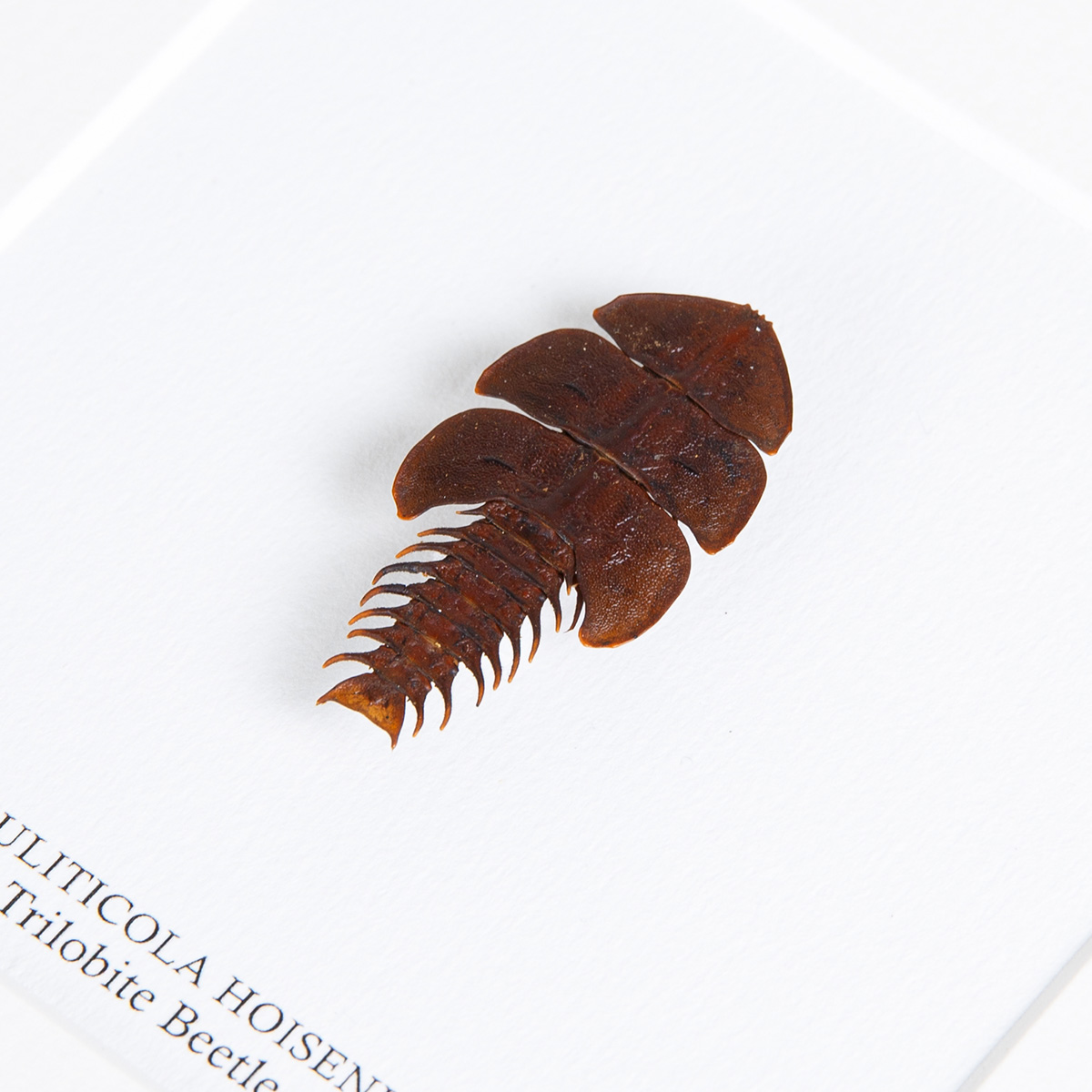 Trilobite Beetle in Box Frame (Duliticola hoiseni)