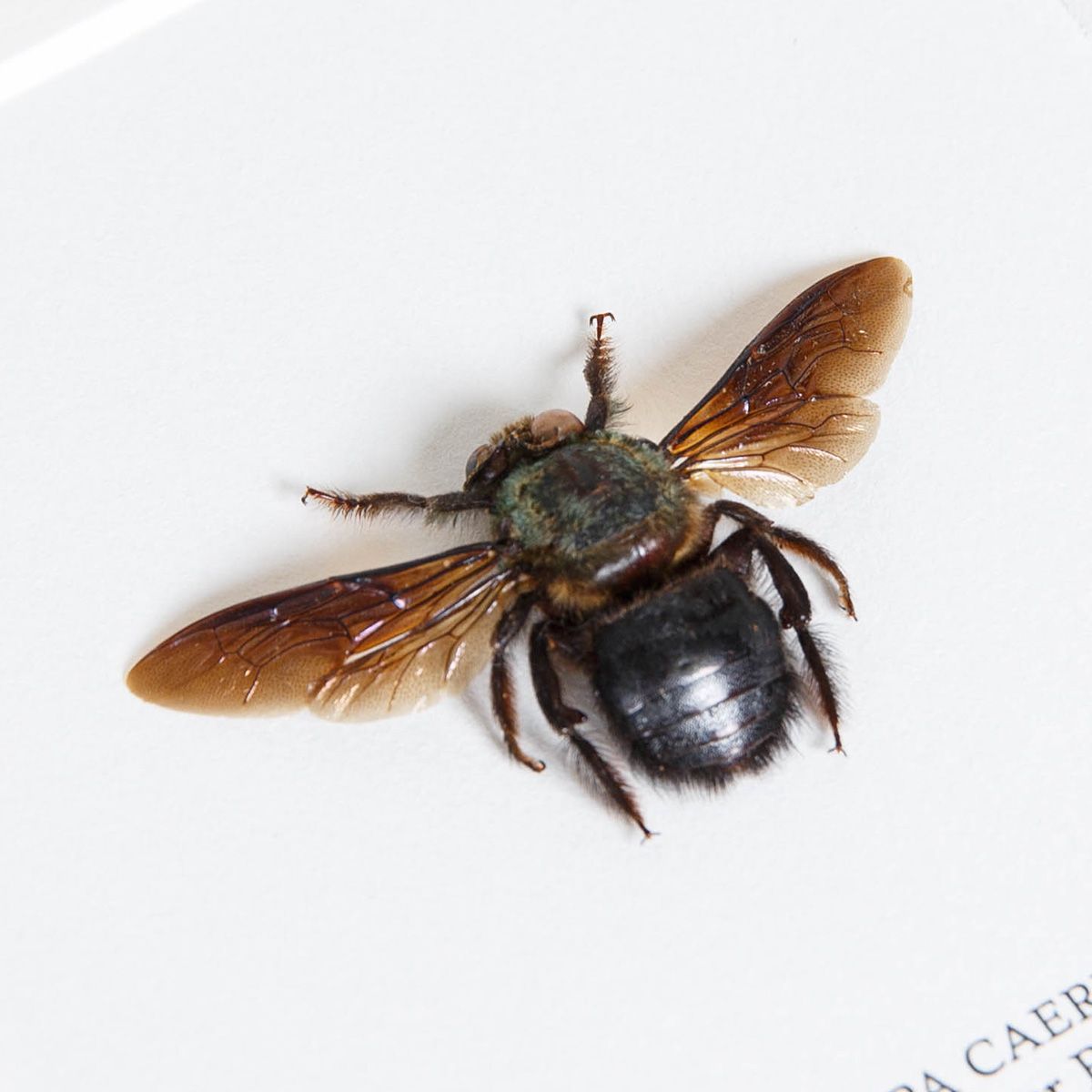 Carpenter Bee in Box Frame (Xylocopa caerulea)