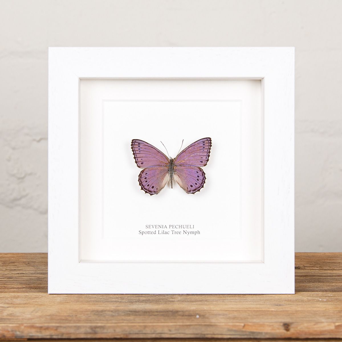Spotted Lilac Tree Nymph Butterfly in Box Frame (Sevenia pechueli)