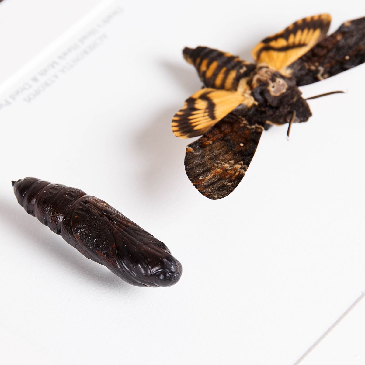 Pupae and Death's Head Hawk Moth in Box Frame (Acherontia atropos)