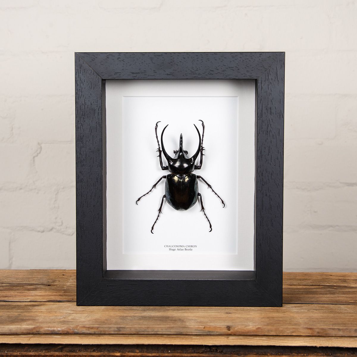 Minibeast Huge Atlas Beetle in Box Frame (Chalcosoma chiron)