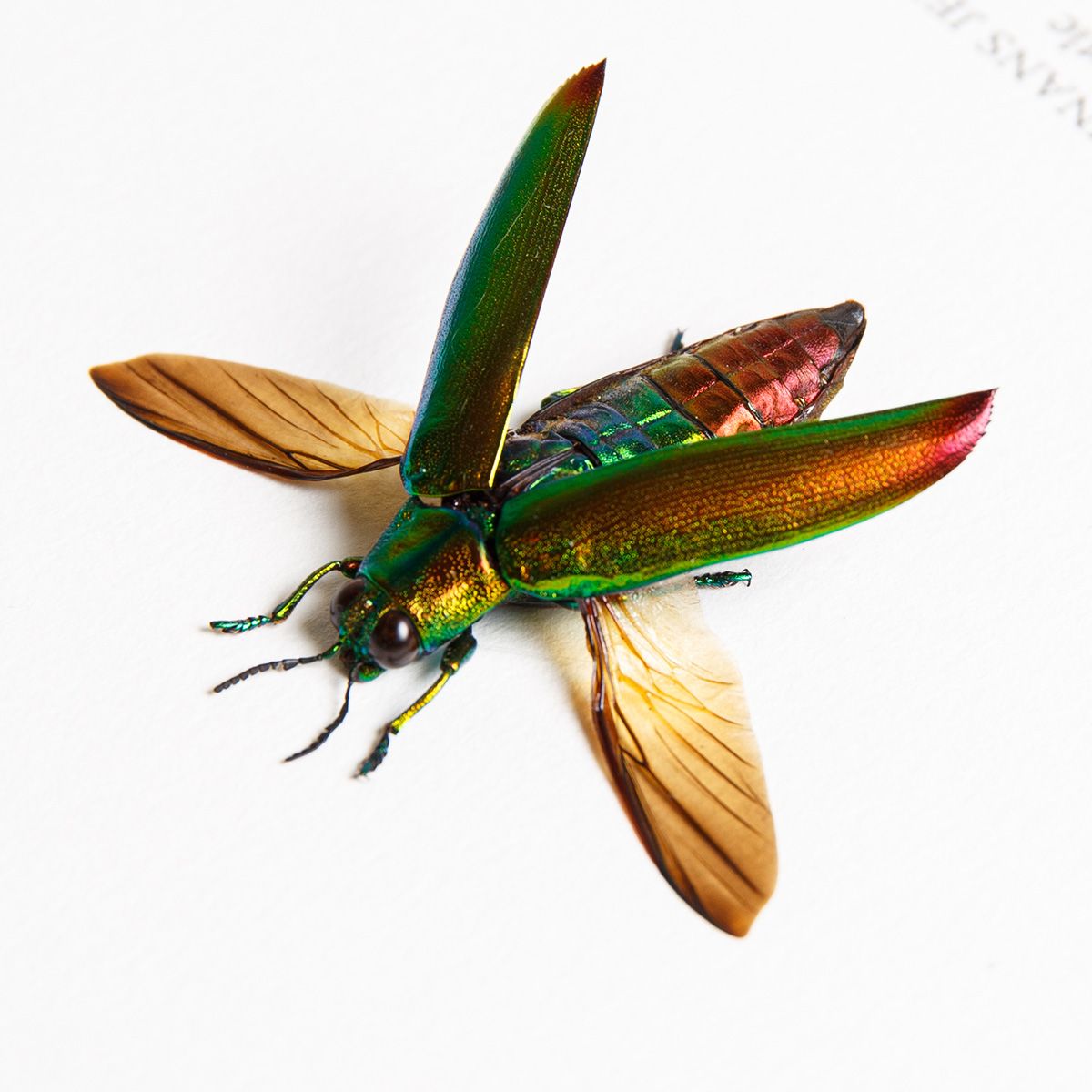 Jember Jewel Beetle in Box Frame (Chrysochroa fulminans jember)
