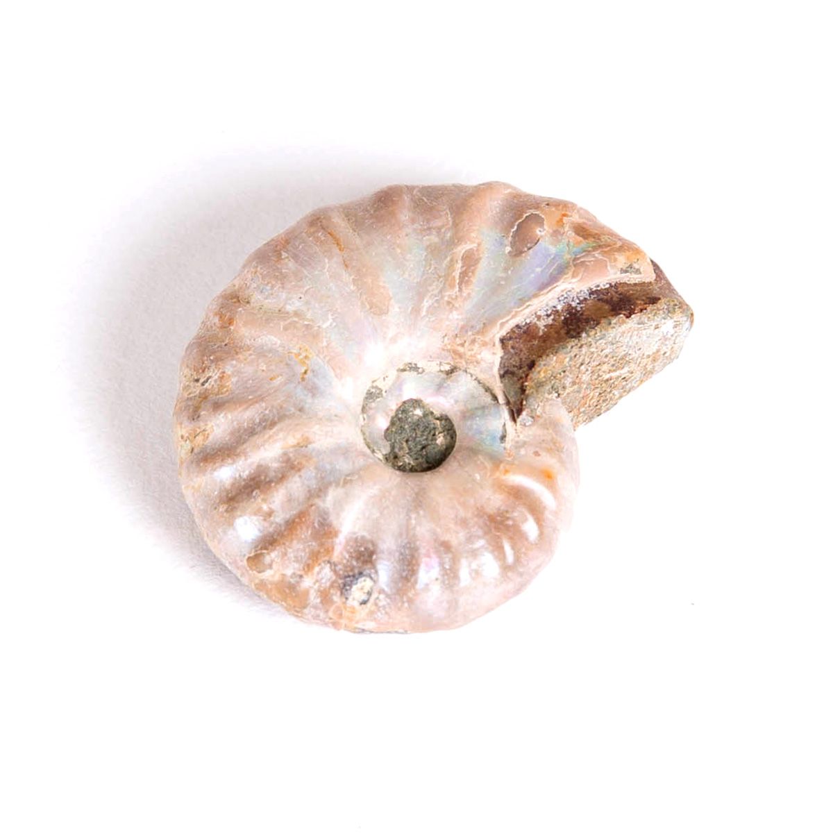 Ammonite Polished Fossil in Box Frame (Cleoniceras sp) - Specimen #01
