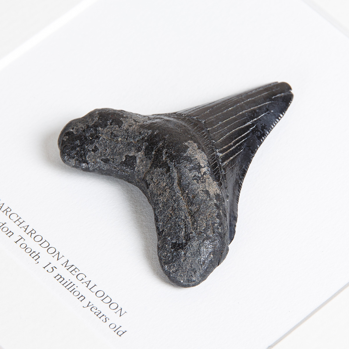 Medium Black Megalodon Shark Tooth (Carcharodon megalodon) Fossil in Box Frame