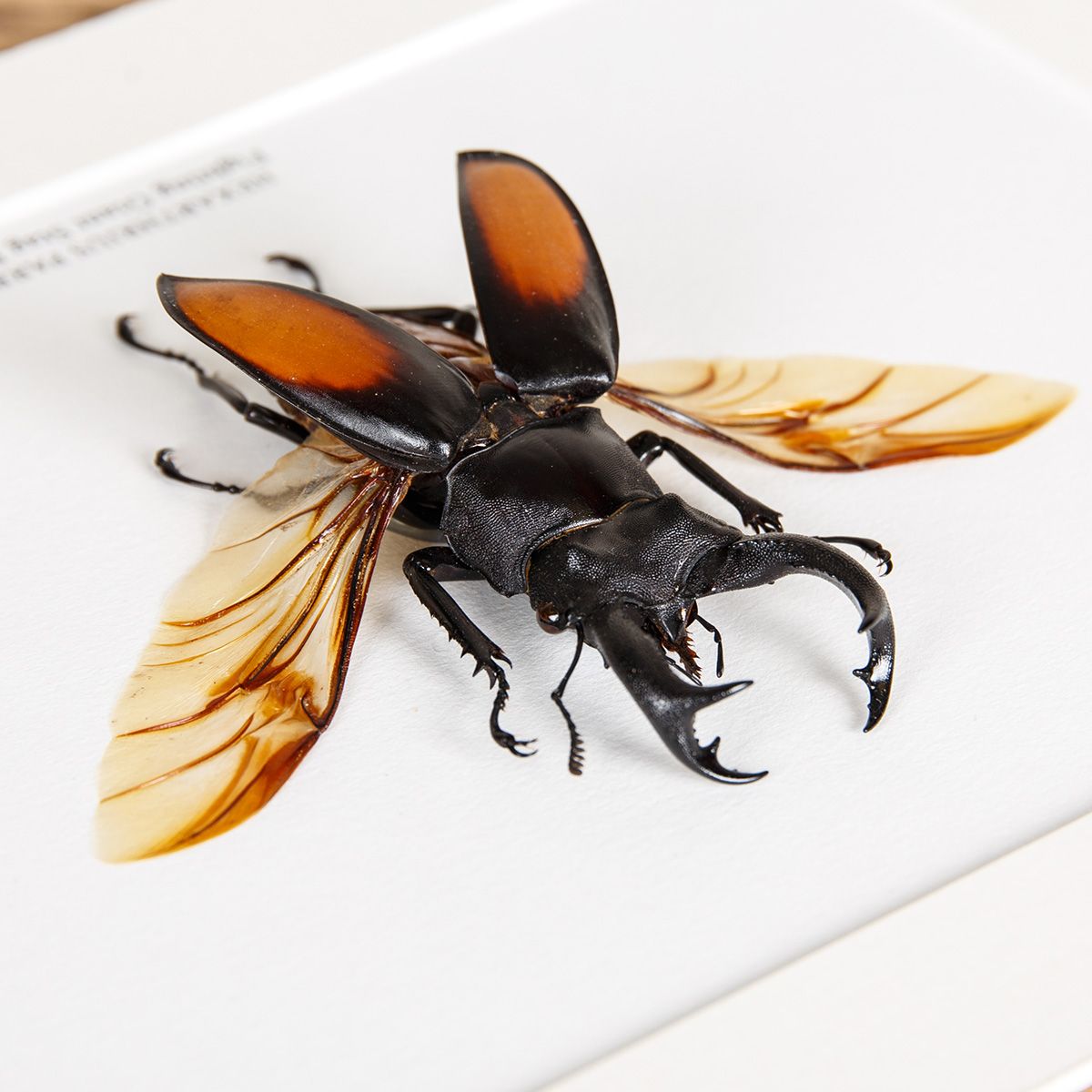 Fighting Giant Stag Beetle in Box Frame (Hexarthrius parryi)