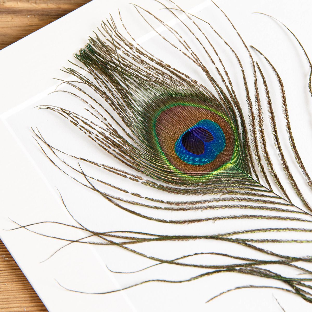 Peacock Feather from an Indian Peafowl in Box Frame (Pavo cristatus)